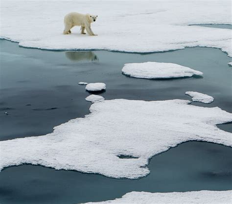 Polar Bears Spend An Extra Month on Land Annually as Sea Ice Declines ...