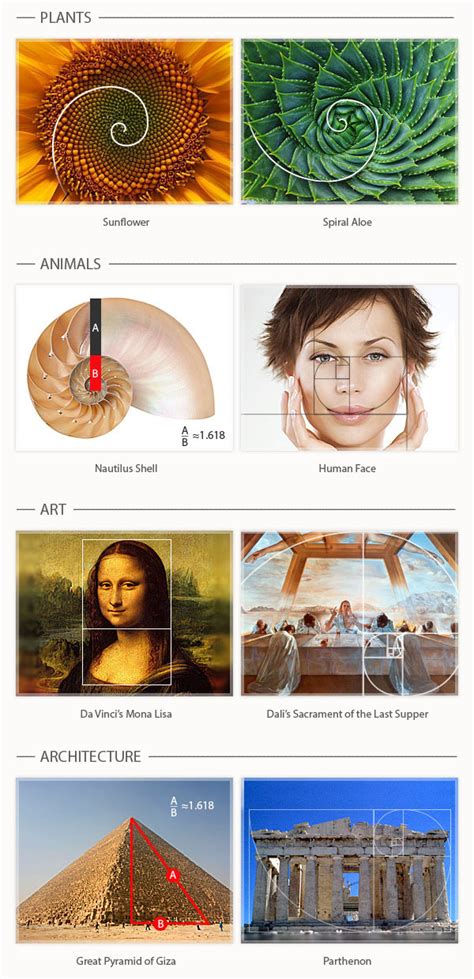 How to Use the Golden Ratio in Design (with Examples)