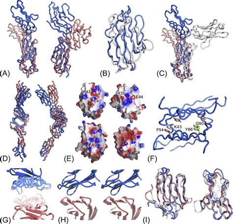 1 Structures of CD2 family proteins. (A) An α-carbon trace... | Download Scientific Diagram