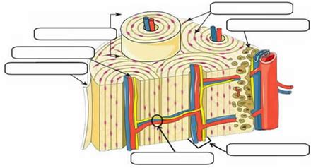 Long Bone Diagram Unlabeled : Humerus Bone Quiz Anterior Markings : The ...