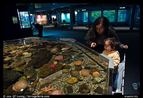 Picture/Photo: Tidepool exhibit, Mystic aquarium. Mystic, Connecticut, USA