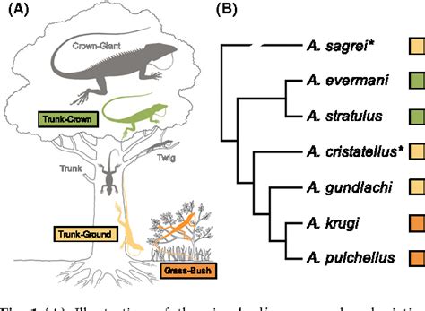 S06 - Evolutionary ecology - ENS - Enseignement