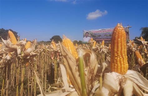 Panen Jagung di Bantaeng, Mentan Syahrul Amankan Stok dan Harga - KeuanganOnline.id