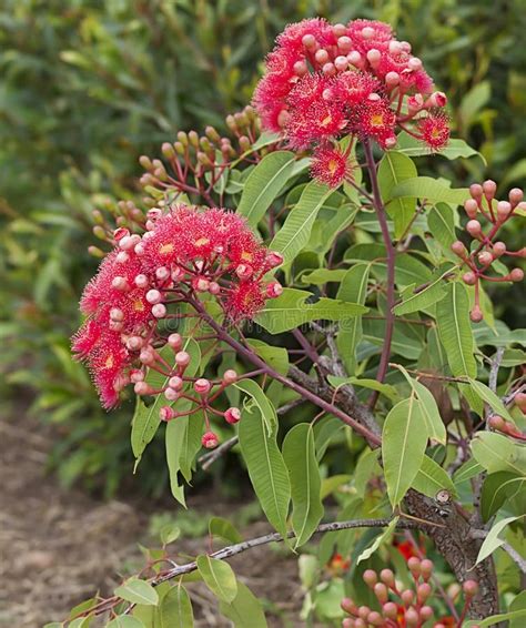 Flowers Of Australian Red Bloodwood Eucalypt Summer Red Stock Photo ...