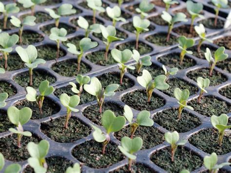 Broccoli Calabrese Green Sprouting Brassica Oleracea - Etsy