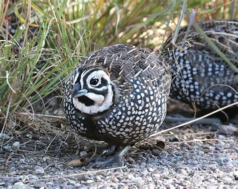 Restoring Water Flow for the Montezuma Quail - Sonoran Joint Venture