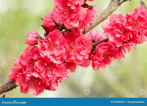 Red peach flowers stock photo. Image of tree, flower - 24405038