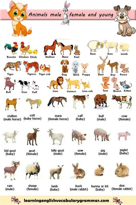 Pet Animals List And Their Uses - Farm house customer service room