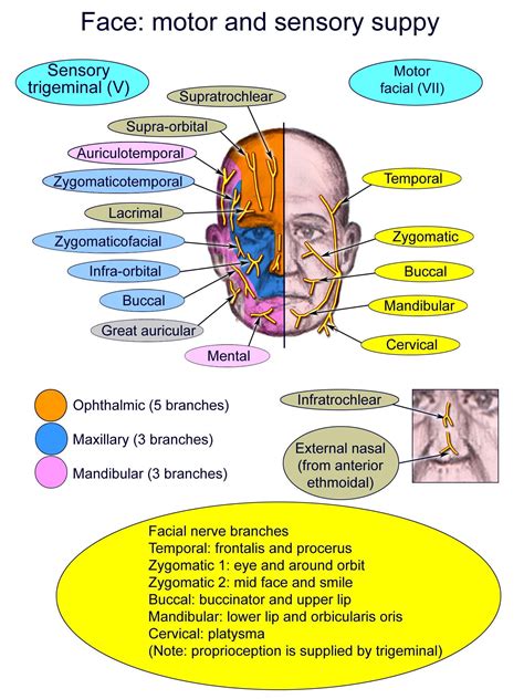 Trigeminal Nerve Anatomy: Gross Anatomy, Branches of the Trigeminal ...