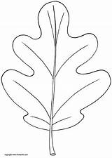 Oak Leaf Coloring Page — KinderArt sketch template