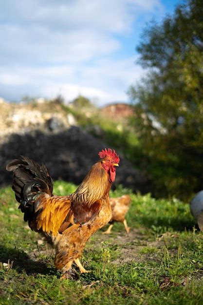 Premium Photo | Chicken farm red rooster closeup on nature production ...