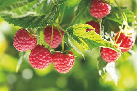 Top 10 Easy To Grow Fruit Trees & Plants | Thompson & Morgan