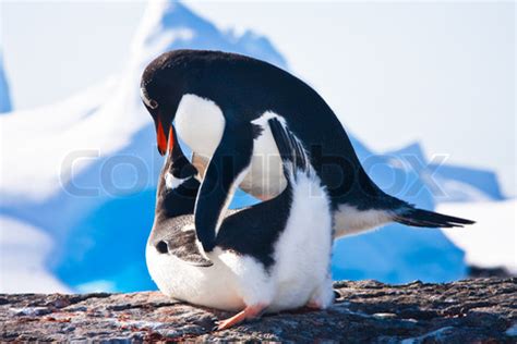 Making Love - Penguins Mating Photo (24086807) - Fanpop