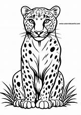 Jaguar Coloring Pages  234 Free PDF Printables sketch template