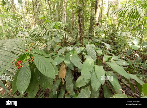 Rainforest Understory Plants