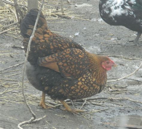 Wyandotte Chicken Color Genetics - Minifluffs Caviary