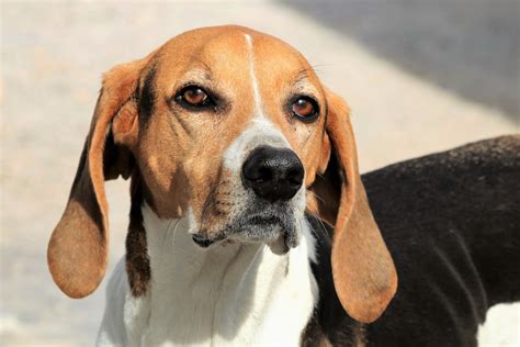 American Fox Hound Free Stock Photo - Public Domain Pictures