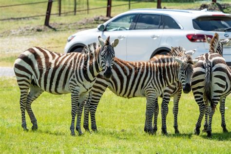 Six Flags Wild Safari Drive-Thru Adventure: An Interactive Zoo Experience You Won't Want To Miss