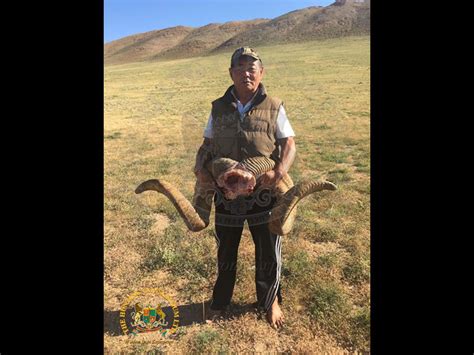 Mongolian Argalis | Hunting Consortium