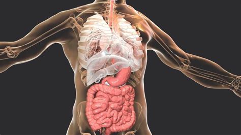 What is the Largest Organ? - Kidpid