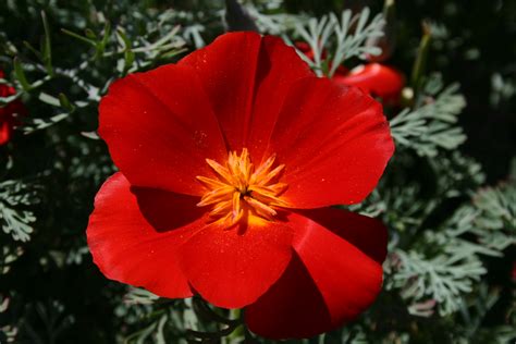 Silver Falls Seed Company - Poppy - California Red Chief