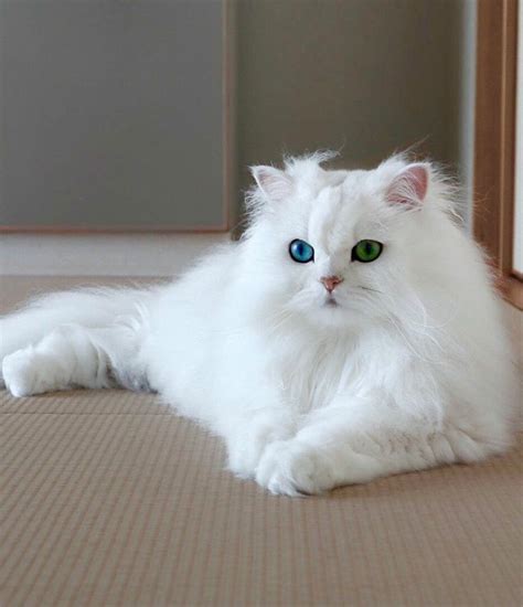 Rare blue and green eyes Persian cat | Persian cat white, Cat with blue eyes, Persian cat