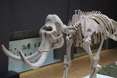 Museum Mammoth Skeleton - Free photo on Pixabay - Pixabay