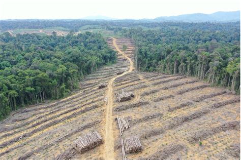 Alas Kusuma Group second largest deforester in Indonesia’s pulp and ...