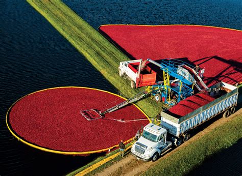 The Sweet And Tart Legacy Of Wisconsin's Cranberry Crop | WisContext