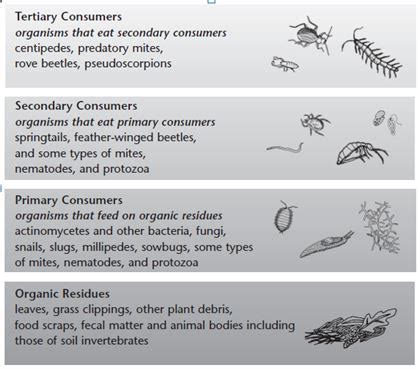 food_chain_decomposers