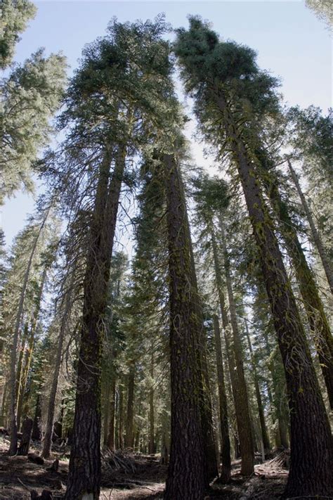 Redwood Trees