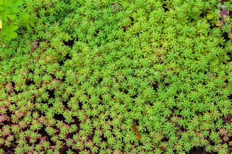 Succulent Sedum Gold Moss, Bright and Beautiful Young Green Ground Cover Plant Stock Photo ...