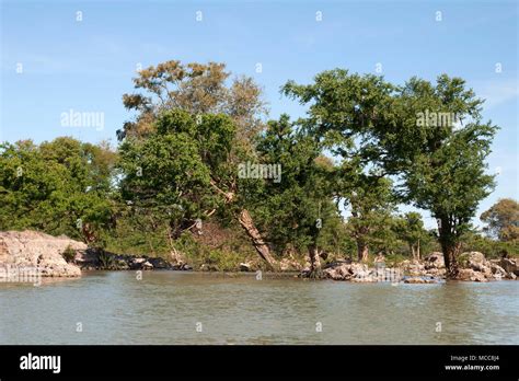 Stung Treng Cambodia, scene of the flooded forest in the Mekong river ...