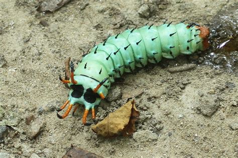 Tails of Birding: Hickory Horned Devil