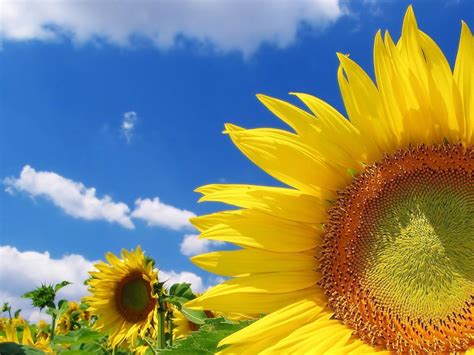 Sunflower Desktop Wallpapers Free - Wallpaper Cave