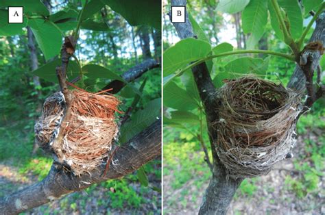 (A) Side view of the Cerulean Warblers' double-decker nest after... | Download Scientific Diagram