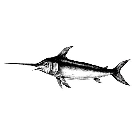 Hand drawn swordfish isolated - Download Free Vectors, Clipart Graphics & Vector Art