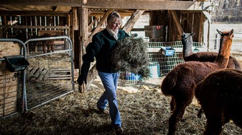 Goats, Alpacas and (of Course) a Hen: Life on a Hobby Farm, Feb. 11 ...