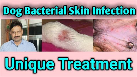 Skin Infections On Dogs