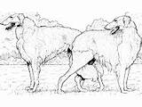 Borzoi Reader Authors Julia Child Sketch Coloring Page sketch template