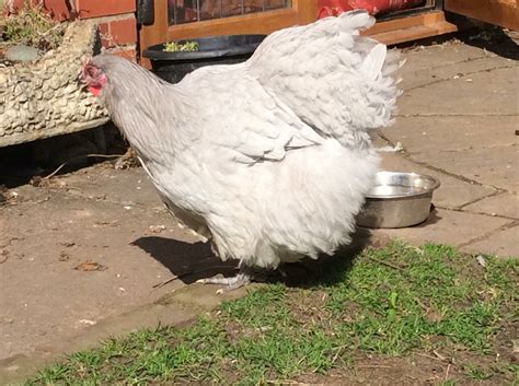 Lavender Orpington hen | Chicken breeds, Farm life, Breeds