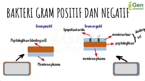 Bakteri Gram Negatif Dan Positif - Homecare24