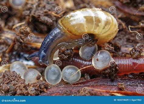 Snail with eggs stock image. Image of pest, small, biology - 183274629