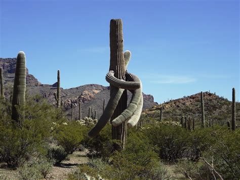 Epinephrine Adventures: Organ Pipe National Monument