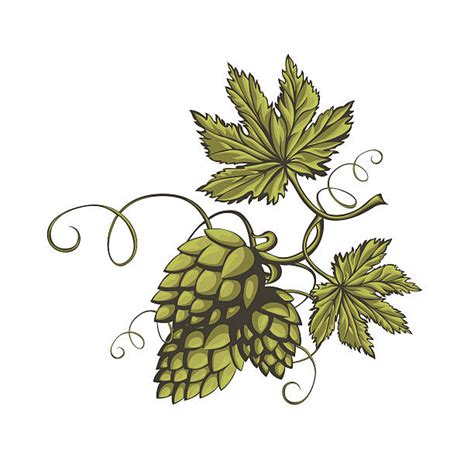 Hops Vines Illustrations, Royalty-Free Vector Graphics & Clip Art - iStock