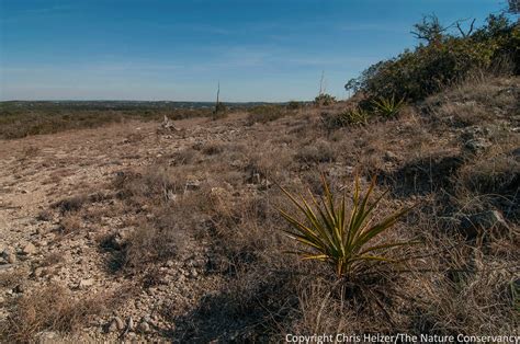 overgrazing | The Prairie Ecologist