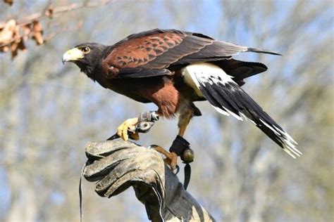 Leeds Castle Falconry Experiences: All You Need to Know