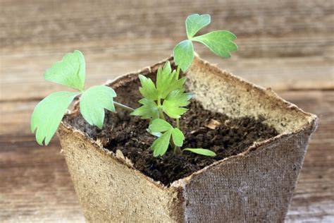 Planting lovage: growing in pots & beds - Plantura