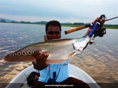 ikan-belida-clown-fish-with-ultralight-kanicen-nix-ultralight-rod-setup ...