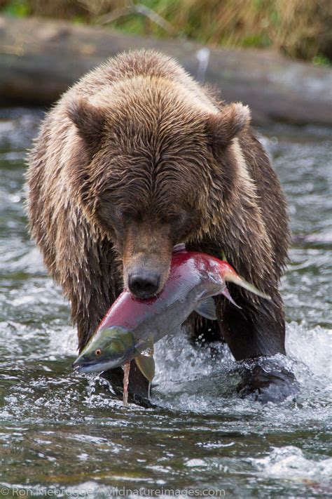 Brown Bear Fishing | Chugach National Forest, Alaska | Photos by Ron Niebrugge